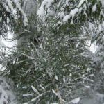 【フィンランドのクリスマスvol.1】クリスマスツリーは森で刈る